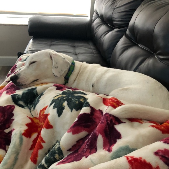 Pet in household - Picture 4 of 6